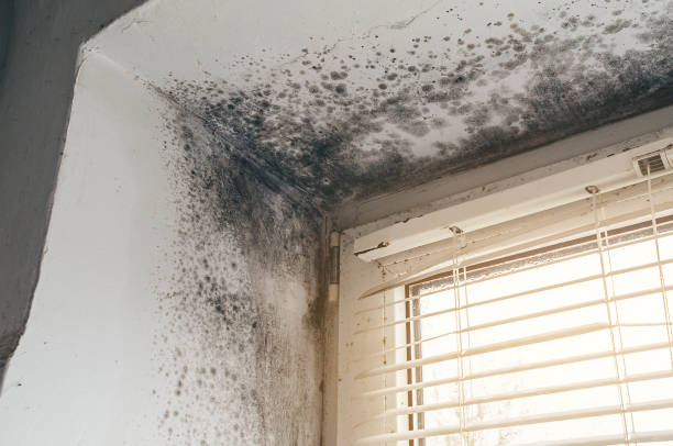 Affordable Crawl Space Mold Removal solutions in New Park, PA